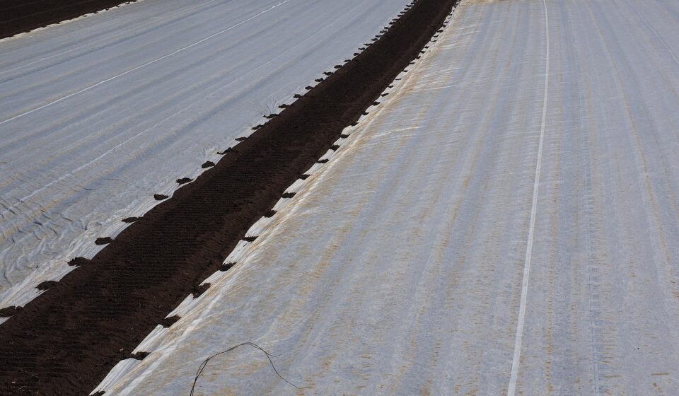 fields, field, cultivation, agriculture, plane, cover, seed, sowing, tarpaulin cover, tarpaulin, covered, protect, protective, asparagus, asparagus fields, asparagus field, asparagus cultivation, cultivate, vegetables, vegetable growing, field order