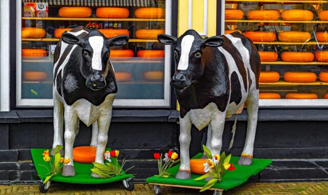 shop, store, cheese, gouda, plastic cow, food, product, netherlands, holland, europe, gouda, gouda, gouda, gouda, gouda, plastic cow, plastic cow, plastic cow, holland