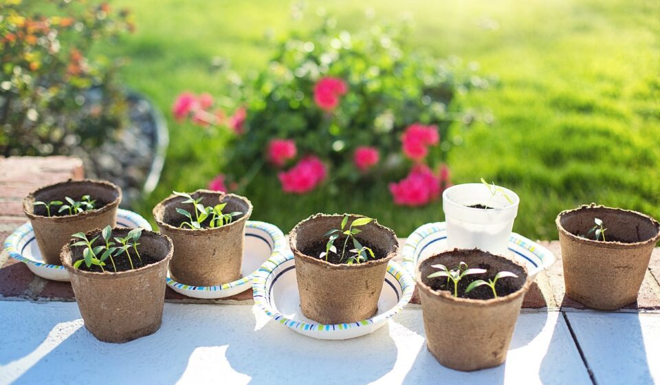 seedlings, planting, gardening, green, growing, spring, sprout, organic, fresh, young, nature, pepper seedlings, pepper plants, seedlings, seedlings, seedlings, seedlings, seedlings, growing, sprout, sprout, sprout