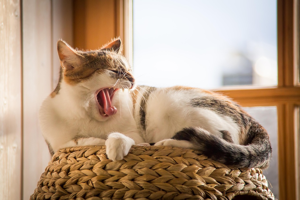 cat, pet, animal, yawn, tired, nature, sleep, domestic cat, sleepy, feline, fur, tail, animal world