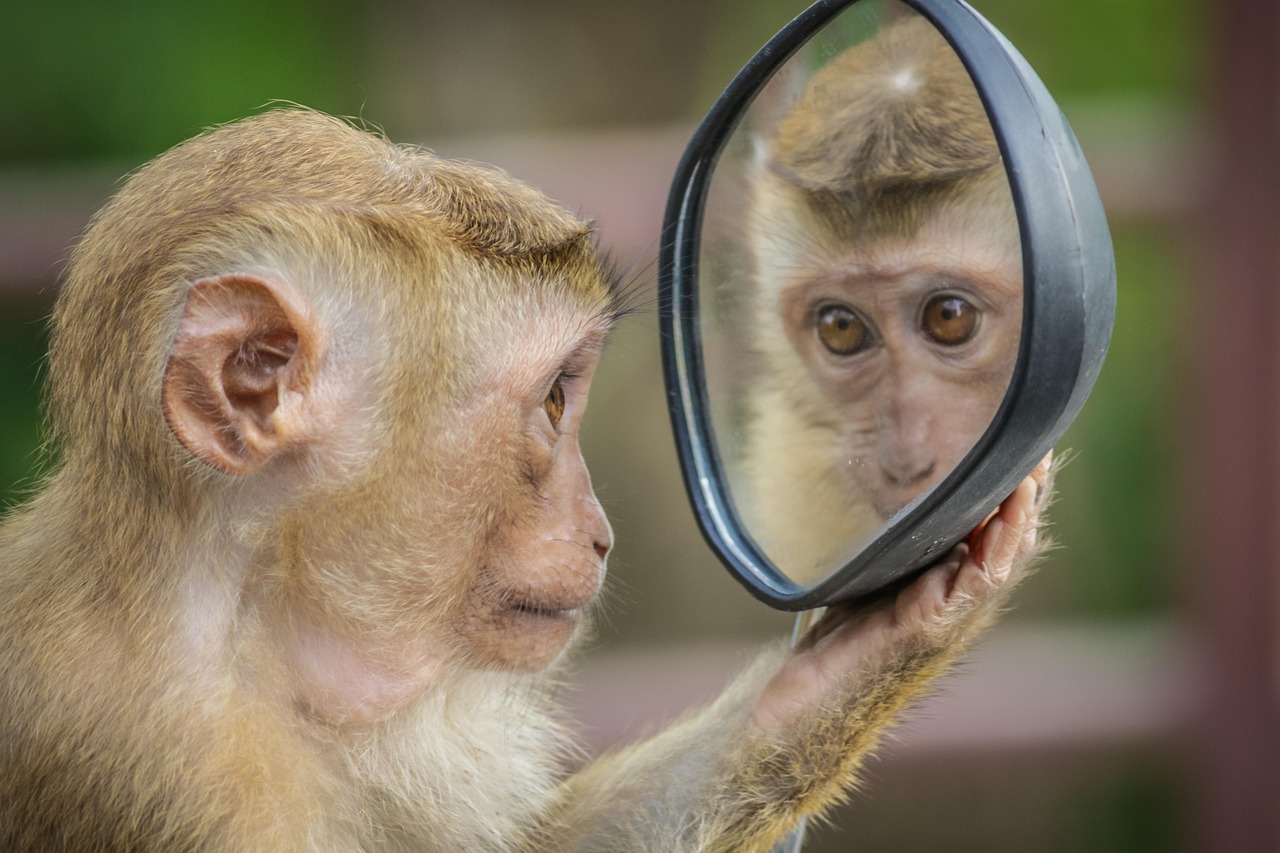 monkey, mirror, stare, thinking, brown thinking, brown mirror, brown think, monkey, monkey, monkey, monkey, monkey, mirror